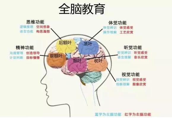幼兒早期教育居然占右腦開發(fā)的95%